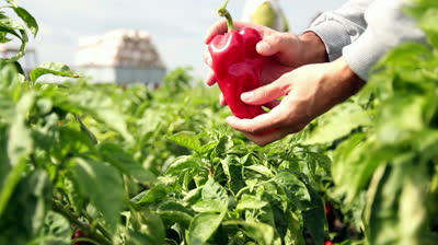 stock-footage-farmer-holding-red-pepper-in-a-pepper-field-field-workers-in-a-pepper-field-food-production.jpg