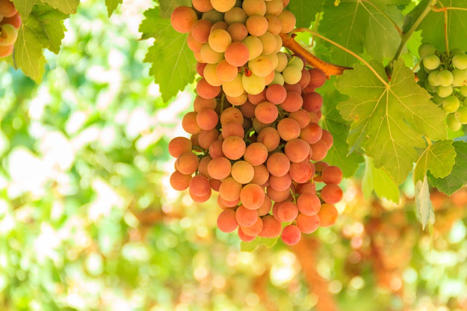 Grapes — MASTERS TOUCH