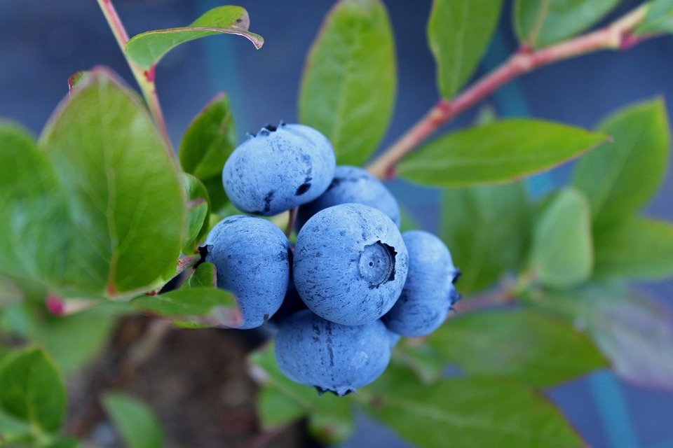 blueberries.jpg