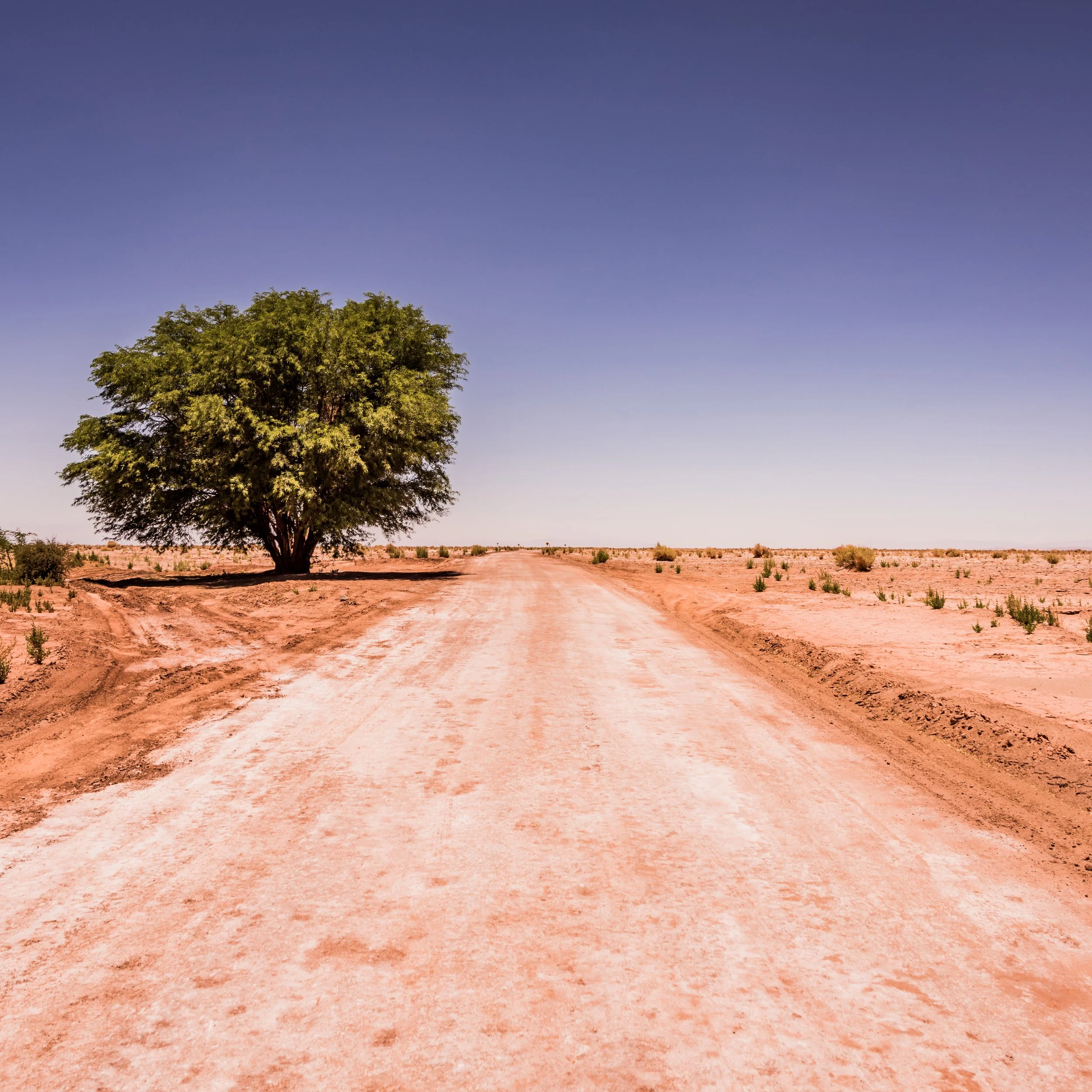 Atacama Tree.jpeg