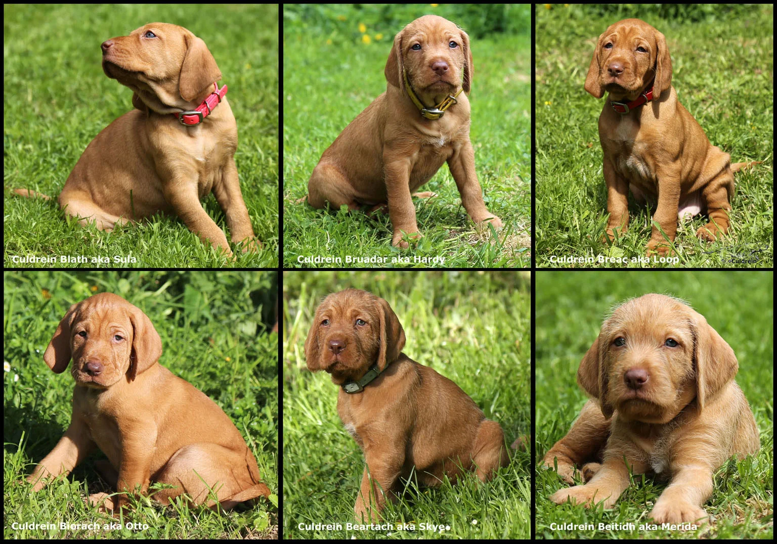 Puppies Culdrein Wirehaired Vizslas