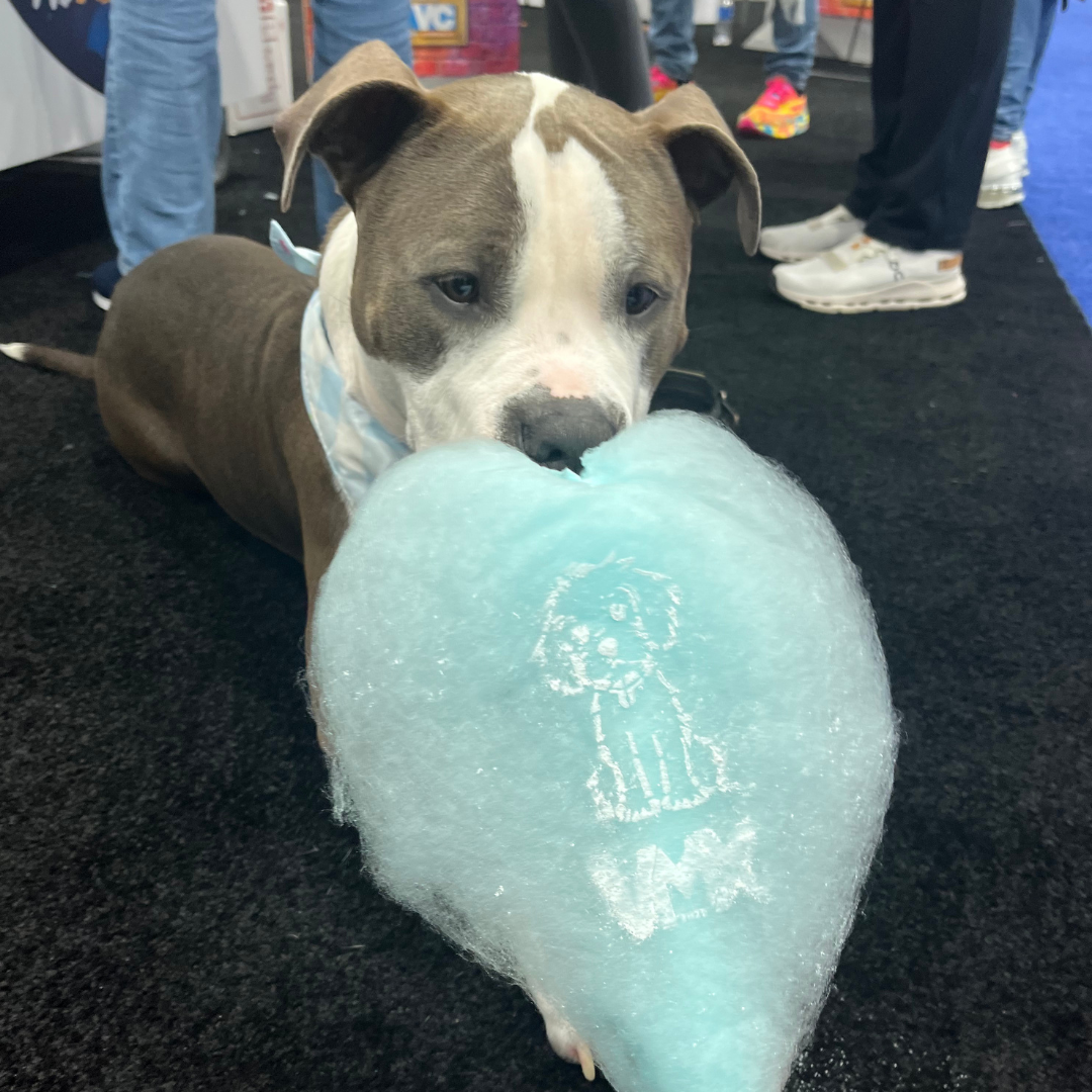 VMX Cotton Candy Cat at Orange County Convention Center12.png