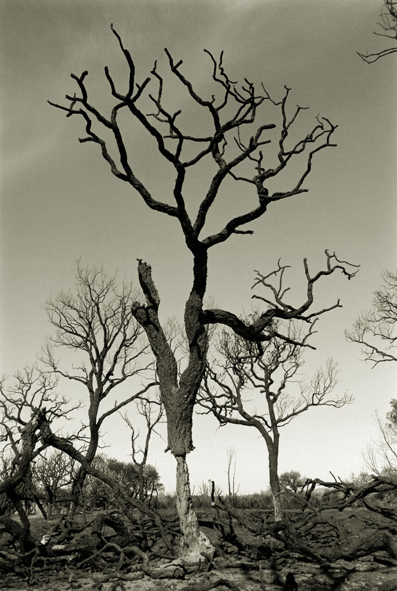 Cork Tree, Sotogrande 1994.jpg