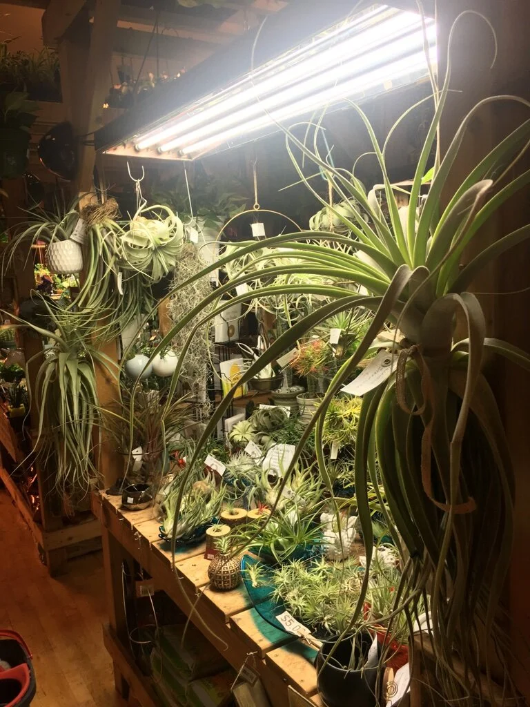 Plants — The Madison Greenhouse Store
