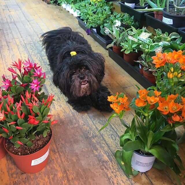 Mia already misses all y&rsquo;all! She can&rsquo;t wait for the day we can open our doors again so she can accept all of your love and pets. #shopdog #ornithagalum #eastercactus #miaisthebestdogever