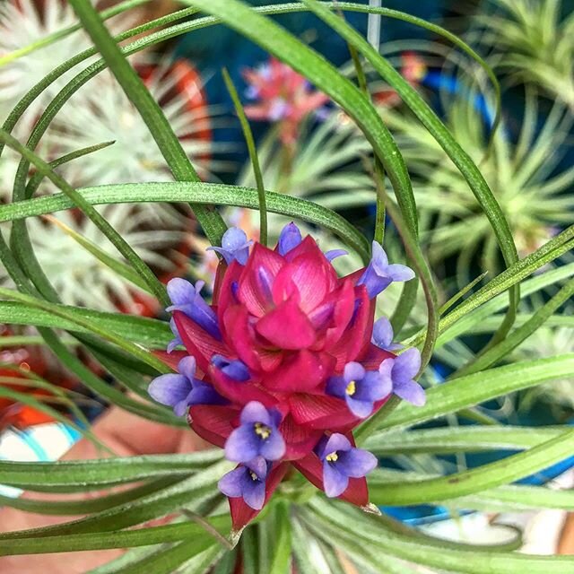 The airplants that are in bloom usually leave the store very quickly so I don&rsquo;t usually get to enjoy their blooms that last for weeks as they slowly open up. Meet my new friend who has been keeping me company in the empty store.  #tillandsiastr