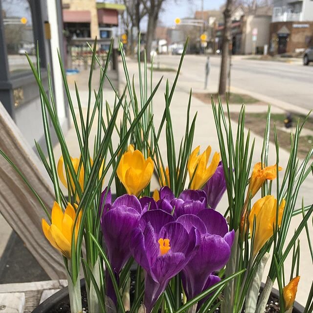 Bulb forcing success! #crocus #willystreet #flowerstagram #bulbforcing #basementbeerfridge #itonlytook3months