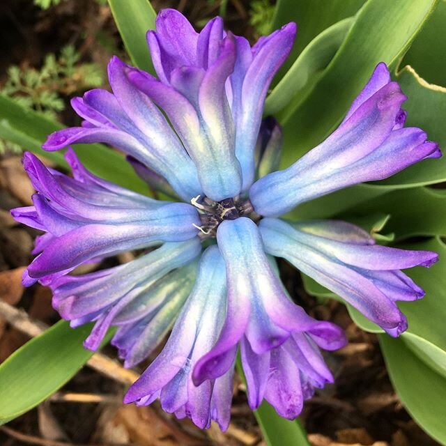 Crazy colors on this year&rsquo;s hyacinths! #fallplantingpaysoff #flowerstagram #hyacinth #irridescentbloom