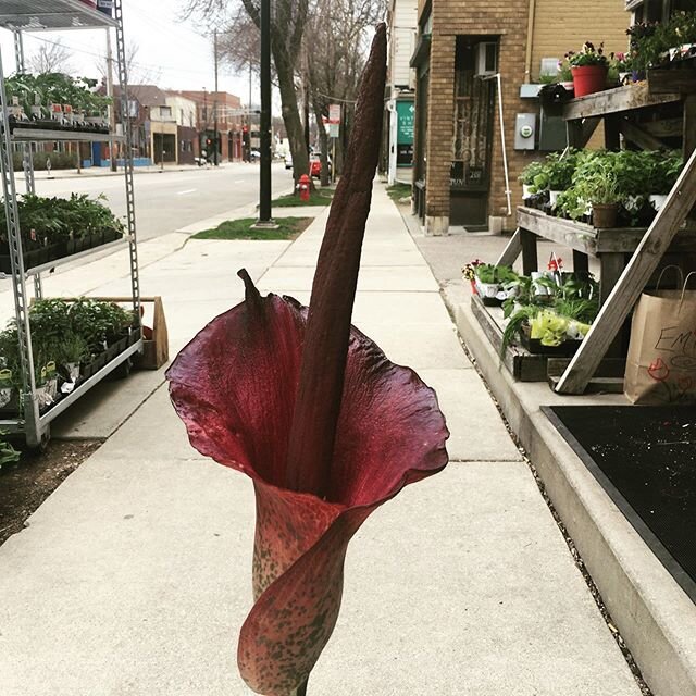 Something smells funny on Willy! #willystreet #corpseflower #sniffatyourownrisk #sidewalkvisitswelcome