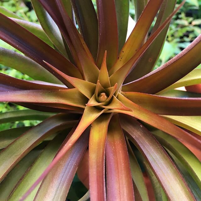 Another one of our plant friends is celebrating its extended stay at the shop with an exciting, slowly evolving show.  Many tillandsias flush red when they&rsquo;re about to bloom, but since this one is always red, it has decided to flush golden yell