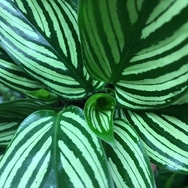 Pet safe plants don&rsquo;t have to be boring! #calatheavittata #petsafeplants #mistmeplease #stripesfordays