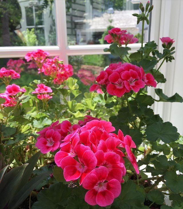 This geranium has not stopped blooming for a year straight. I blame Dr. Earth&rsquo;s magic fertilizer and the beautiful greenhouse solarium that Jordan built. #drearthbudandbloom #drearthorganics #wisconsingreenhousecompany #iguessilikepinknow