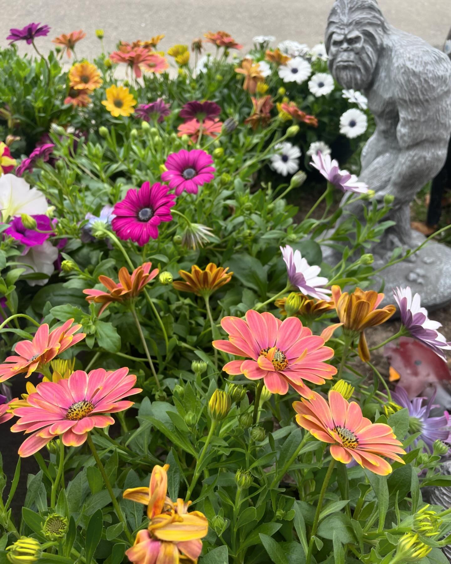 OMG OMG OMG!!! It&rsquo;s officially spring on Willy Street! We will be getting new plants each week for the next month, but come early and often for best selections as each delivery will be different. Everything in this shipment is cold tolerant &am