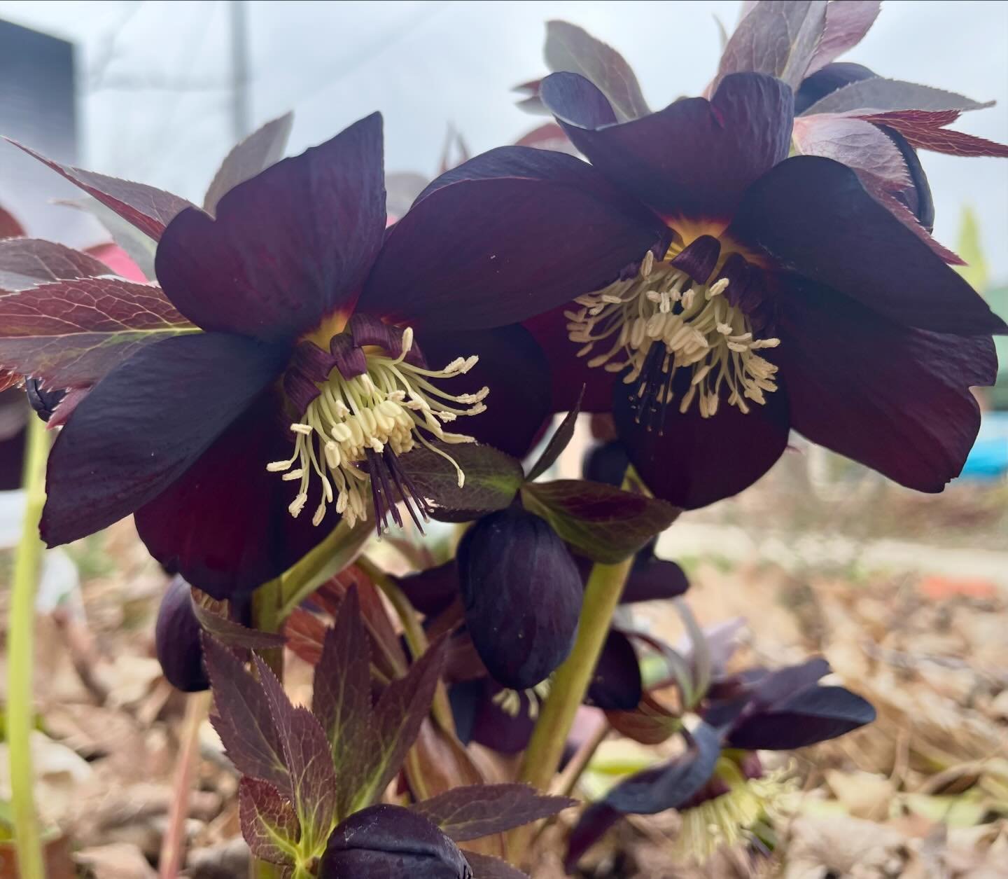 Lenten rose living up to its name. I wish they were a little bit taller so I could enjoy them without having to get down low to the ground, but I suppose they are a great show for the fae. #hellebore #flowerstagram #flowersmakemehappy #iwishtheywerea