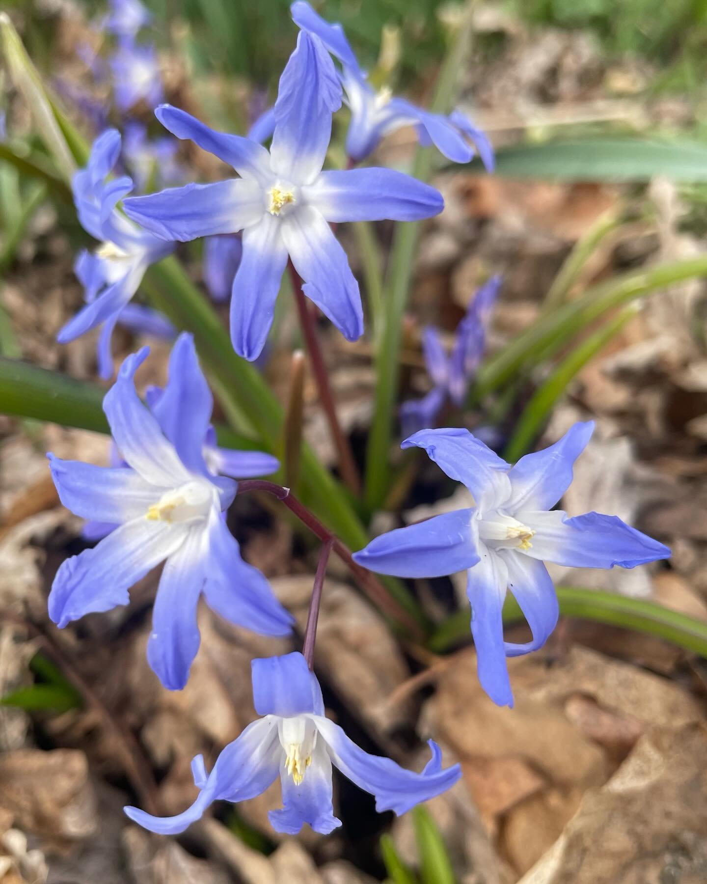 Hope all y&rsquo;all are having a great spring so far. We will be open our normal hours today, 10am-4pm. #chionodoxa #gloryofthesnow #flowerstagram #flowersmakemehappy #madisonwi