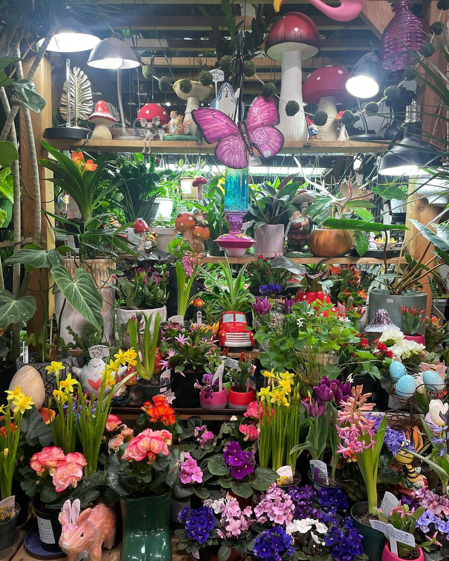 It may feel like second winter outside, but it is spring in the store! #flowersmakemehappy #plantsmakepeoplehappy #willystreet #madisonwi #secondwinter #springflowers #miatheshopdog #orchid #begonia #africanviolet #oxalis #shopdog #springofdeceptiond