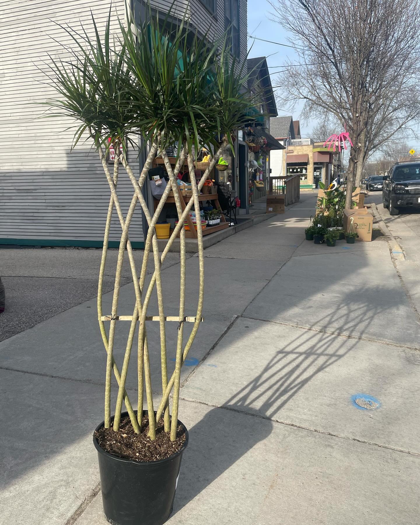 Here are some sidewalk glamour shots of some of the larger new plants that we just received from Florida. These specimens make particularly nice shadows! #plantsmakepeoplehappy #sunshinemakesmehappy #shadowart #willystreet #madisonwi