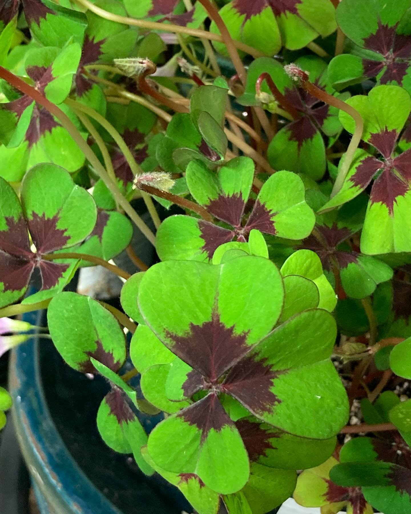 Spring is the time for two of our favorite plants, Oxalis and Spring Cactus, and we just got a great shipment of both!  Oxalis form Shamrock shaped leaves, bloom readily and love being out in the sun. We currently have three varieties (Lavender, Iron