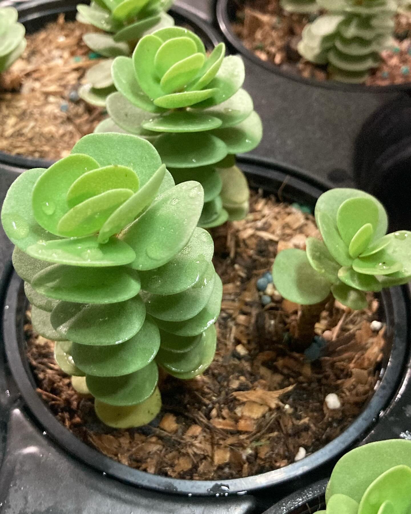 We&rsquo;ve got a ton of new plants from a recent plant truck!  We&rsquo;ve got some awesome looking Burro&rsquo;s Tails ($20 for 6&rdquo; pot), icy looking Haworthia ($6 each), some incredible looking Money&rsquo;s Tail cactus (6&rdquo; hanging bask
