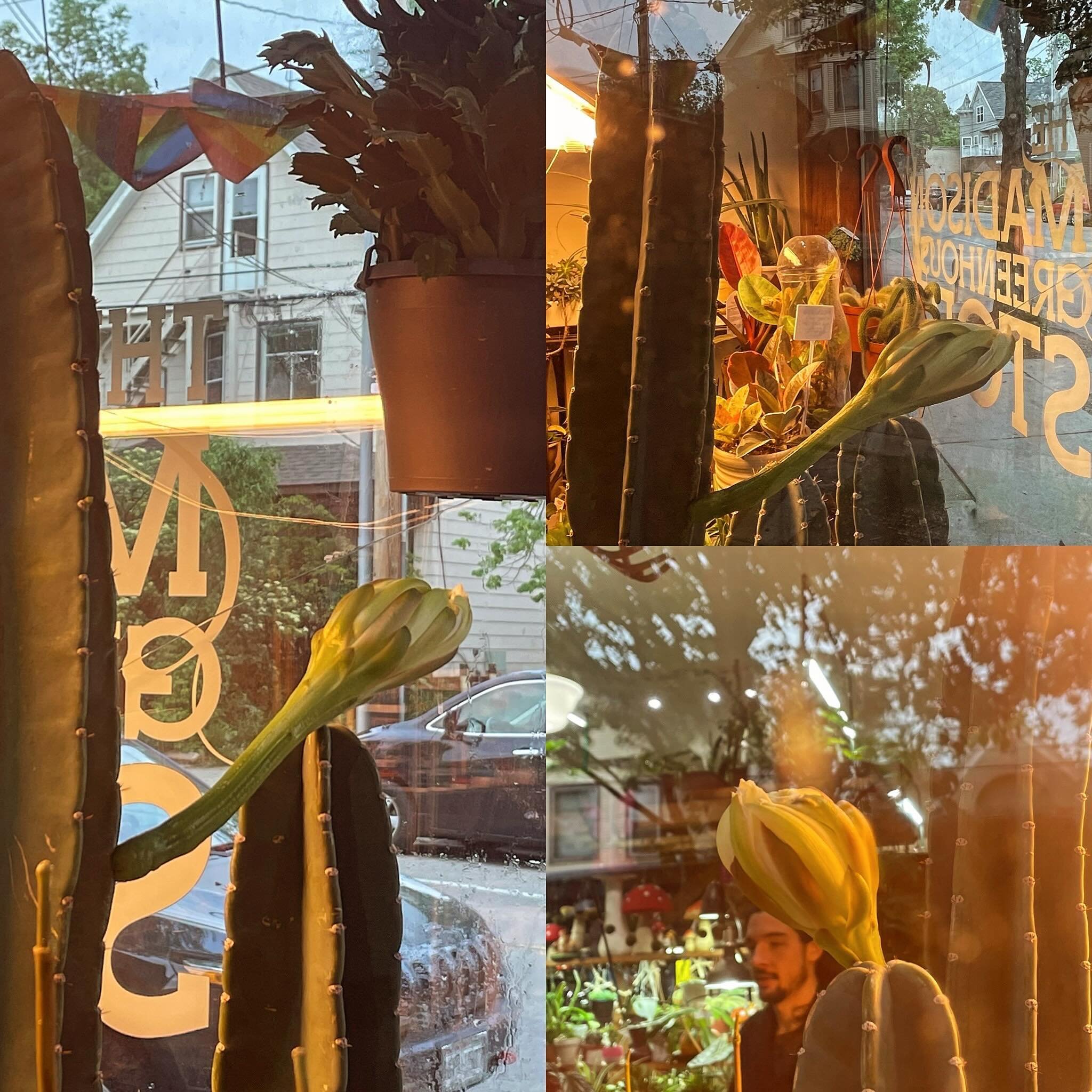 If you are on Willy tonight between the CCB and the Mickey&rsquo;s, please stop to see our cactus bloom in the window that will probably be open just this night! ❤️ edit: half open at 10:30