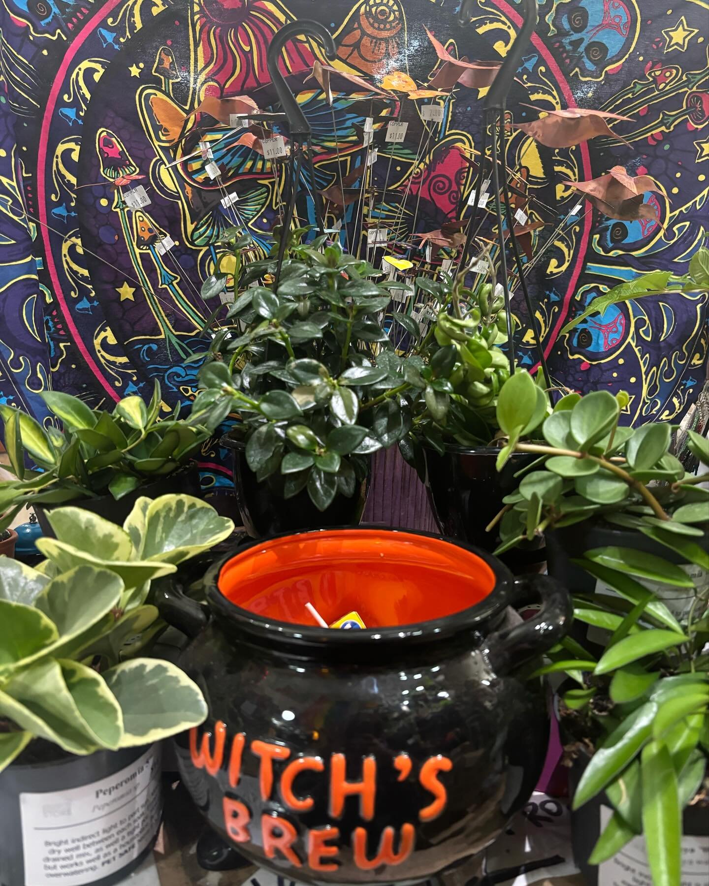 Our first plant truck of the spooky season has finally arrived, and we have plenty of new pet safe plants available to treat yourself with!  String of Hearts are available in both 5&rdquo; hanging baskets ($24 each) or standing pots (5&rdquo; at $20 