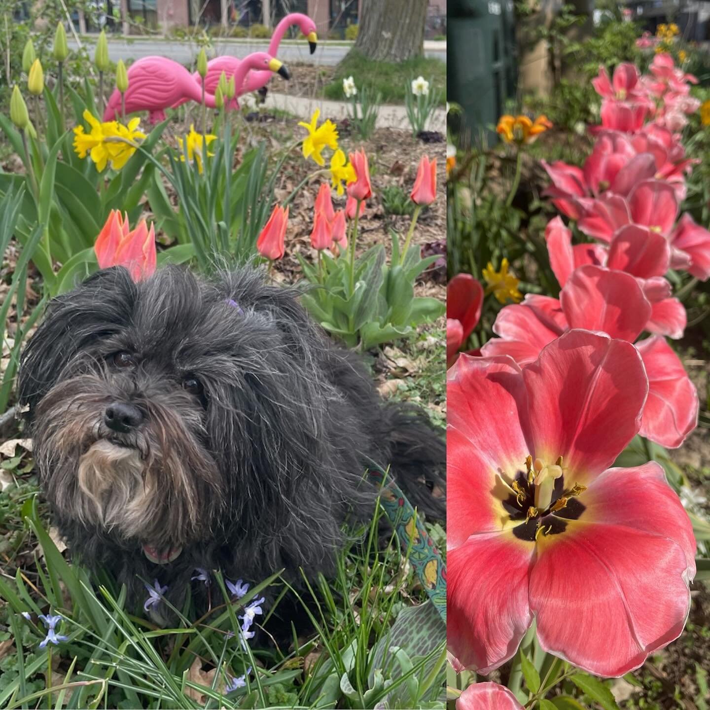 &ldquo;To plant a garden is to believe in tomorrow.&rdquo;- Audrey Hepburn 
Many of us are worried about the future, and we fear what the spring may bring. If you want to be sure next spring has flowers to brighten you and your neighbors&rsquo; days,