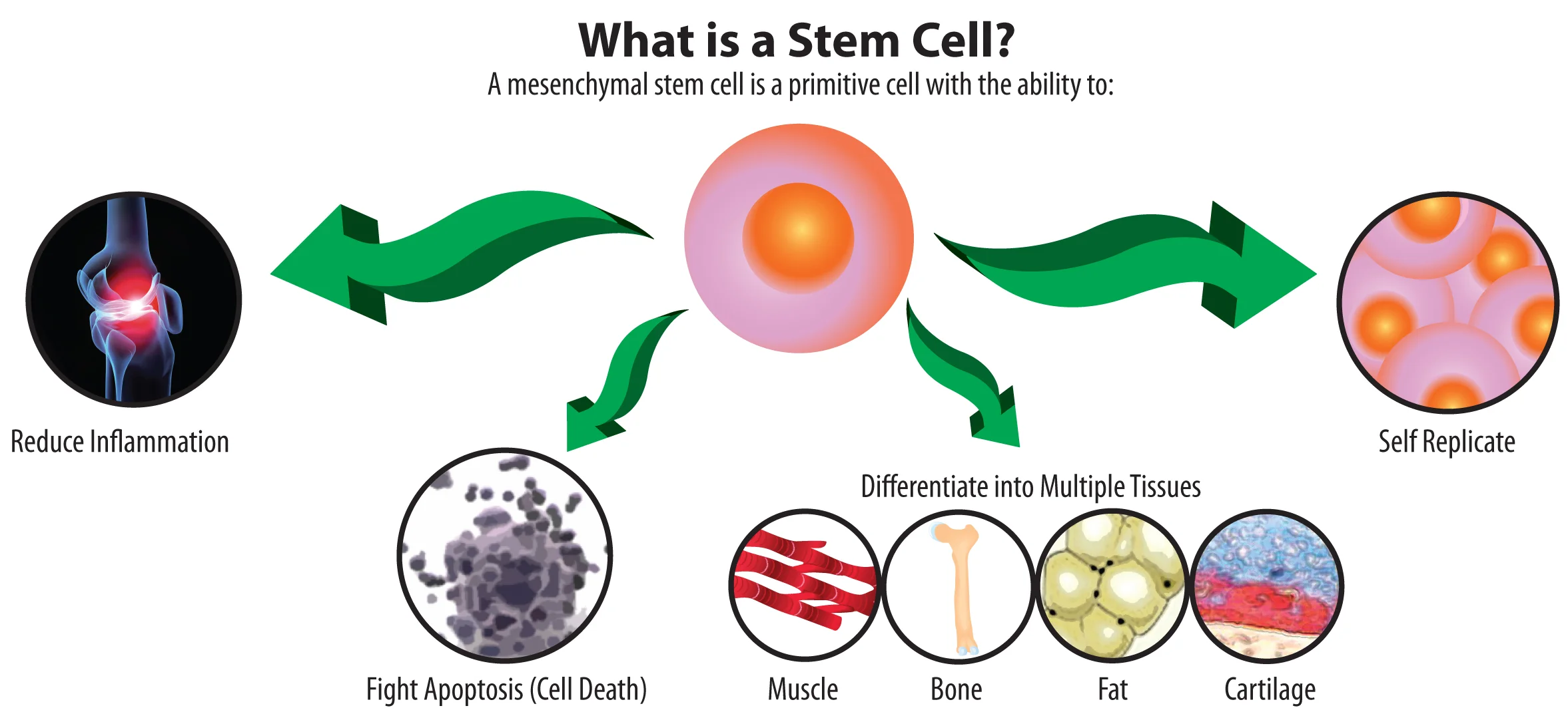 what-is-a-stem-cell-illustration.jpg