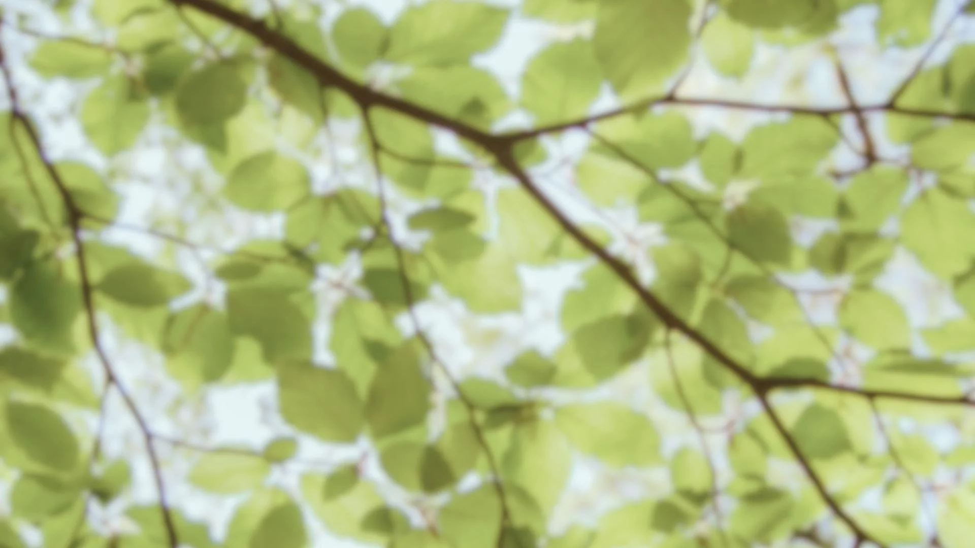 Untitled design (4).jpg