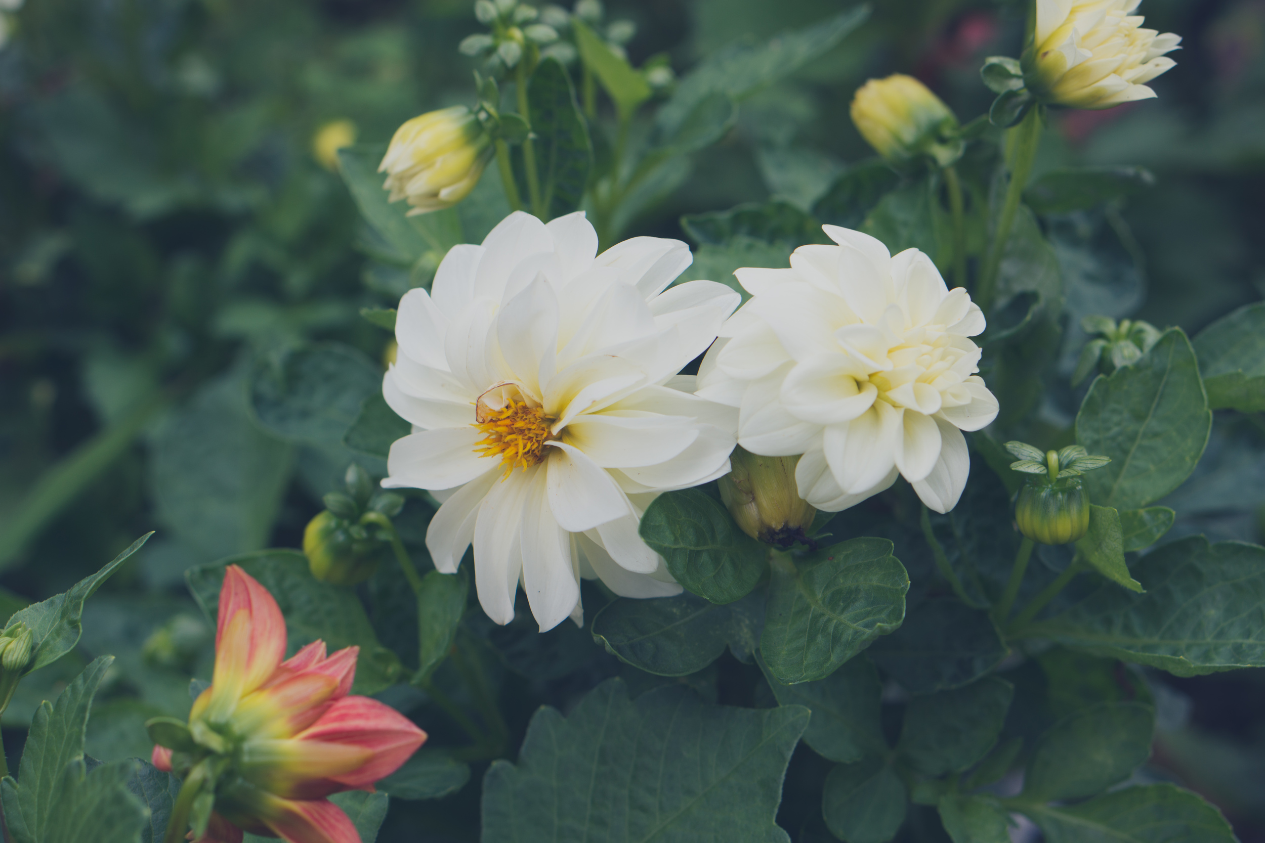 garden-17.jpg