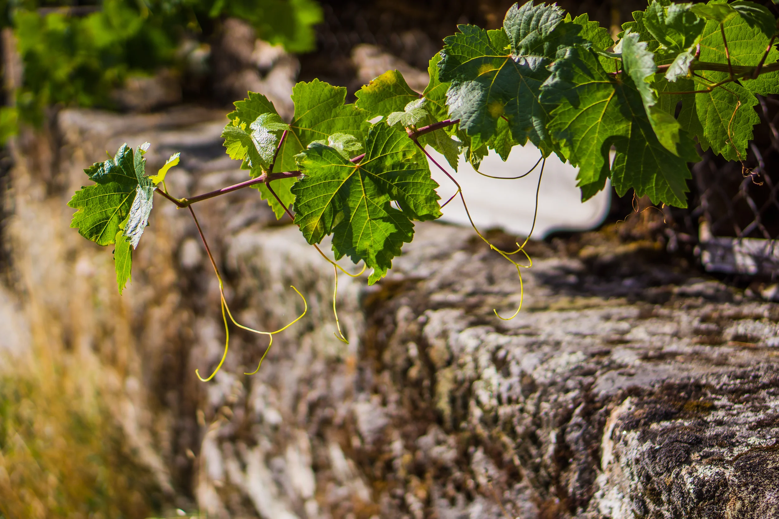 garden-53.jpg