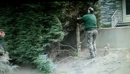 tree3.jpg
