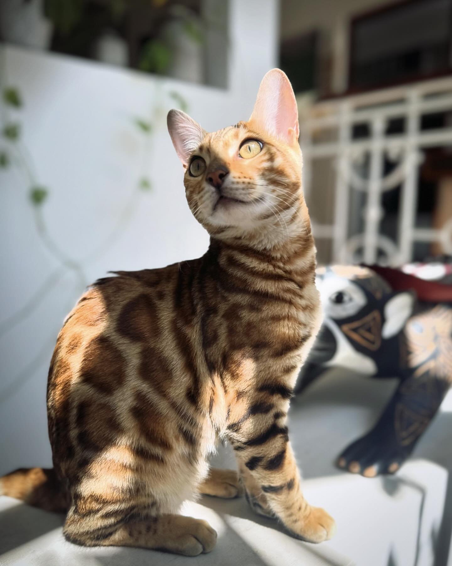 Elliot casi quieto para la foto 😻