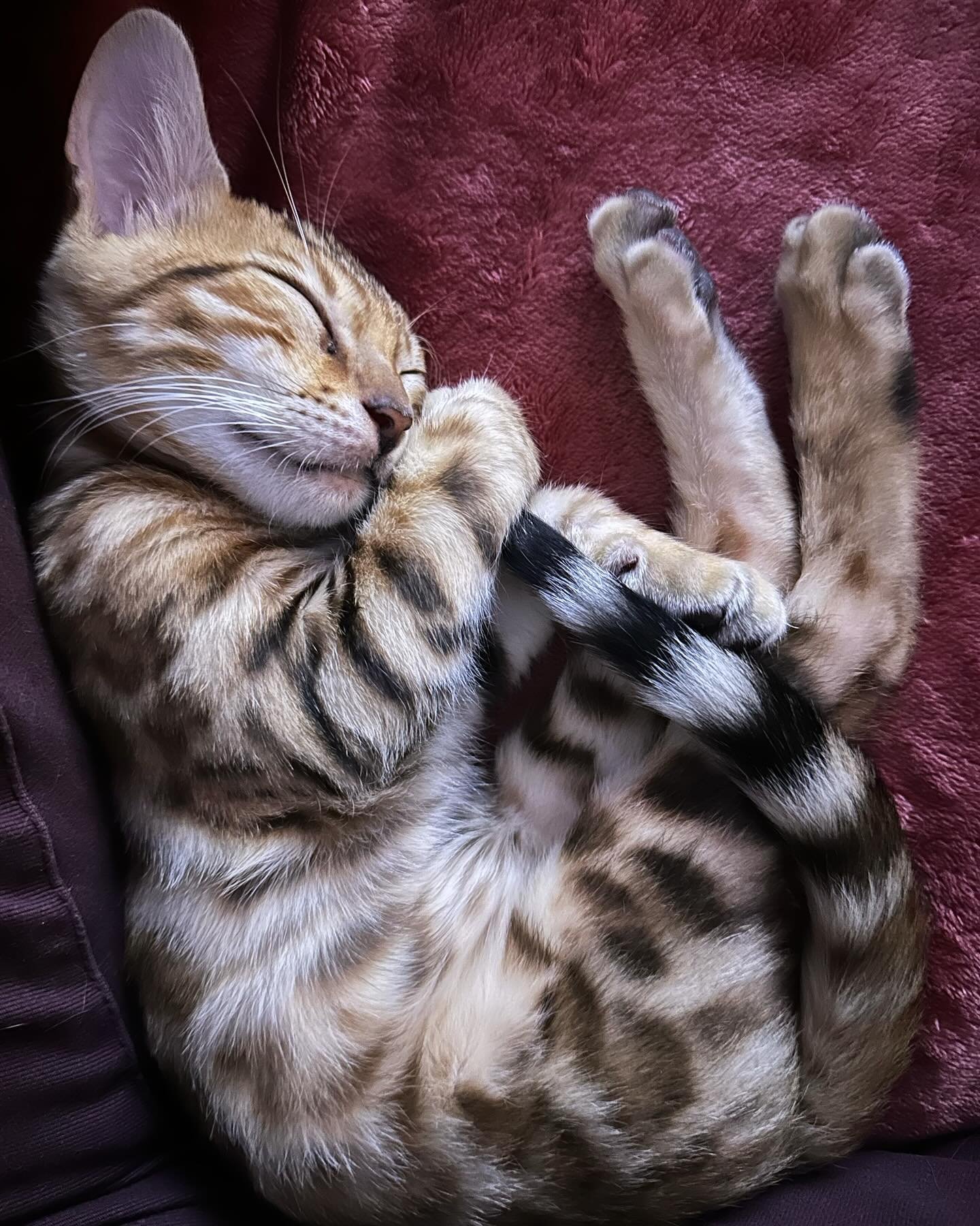 La siesta con Elliot 😻