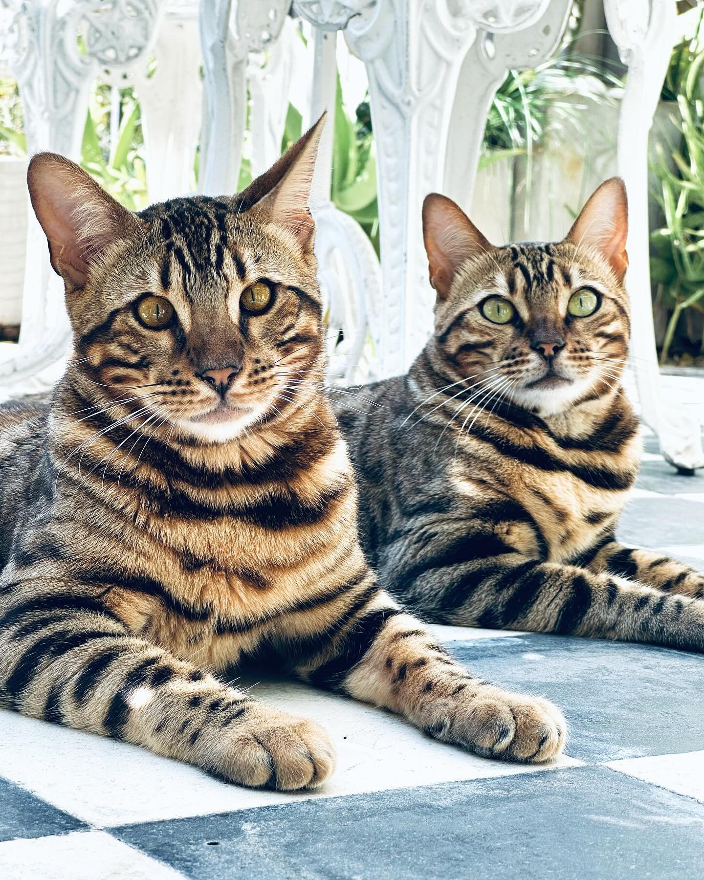 Tarde de terraza para Milord y Freya 😻