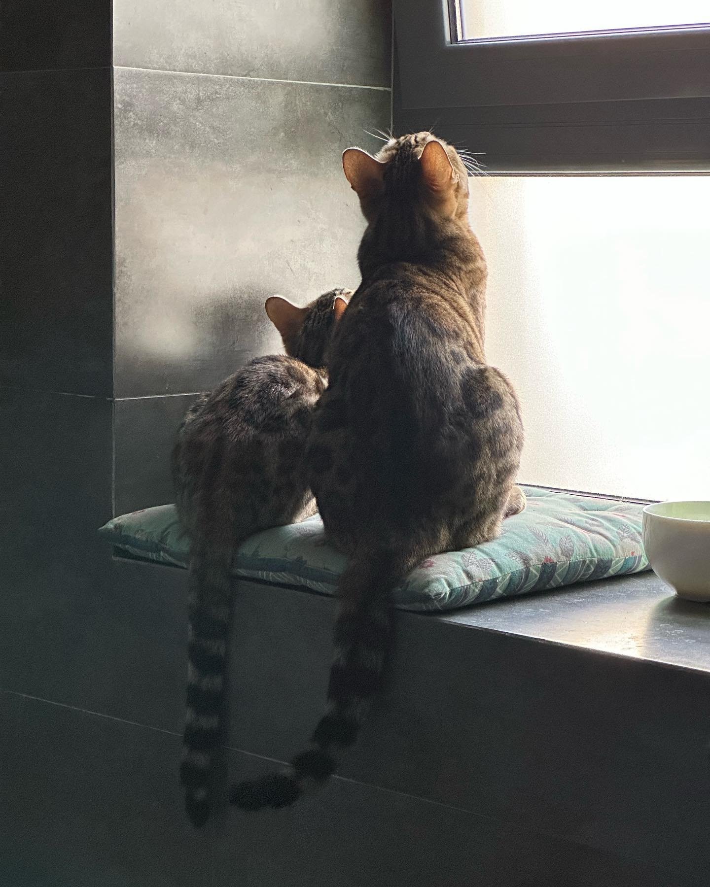 Freya y Milord 😻