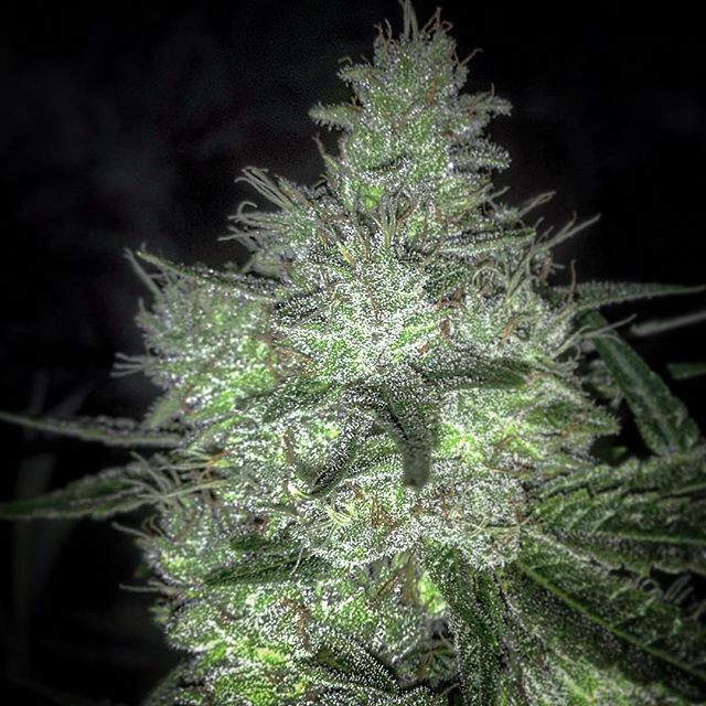 I'm learning that #lessismore. This room will be setting some personal records. Dialed back on EC this time never going over 1.4 and mostly sitting at 1.0.
Adjusted NPK ratios in week 3-5 by increasing the PK with #aquaflakes part B. The cookies love the boost, however the glue, Mt hood Magic and mk ultra would have appreciated more N, but this round
#IDidItAllForTheCookie
Day 49
73/63F
65/55RH
800ppm Co2
6 waterings per day
#oregon #thestackeffect #HumpingTonBeech #humpday #portland #cannabis #ommp #pnw #charcoir #osa28 #singlended