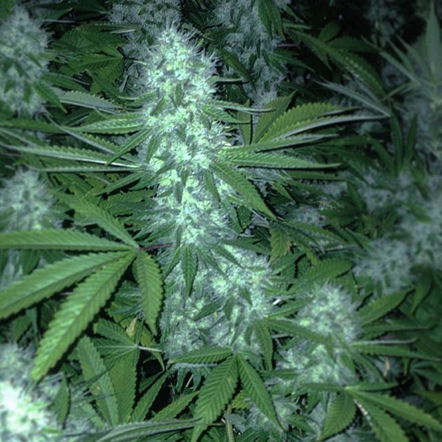 Day 51! #ommp #oregon #cannabis #cannabiscommunity #420 #higherconsciousness #smellsliketeenspirit #unicorncuts
#710 #portland #growinguptoofast #garden
