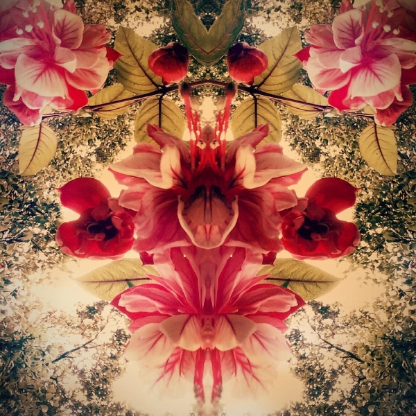 Image by Francisca Santibanez copyright 2017