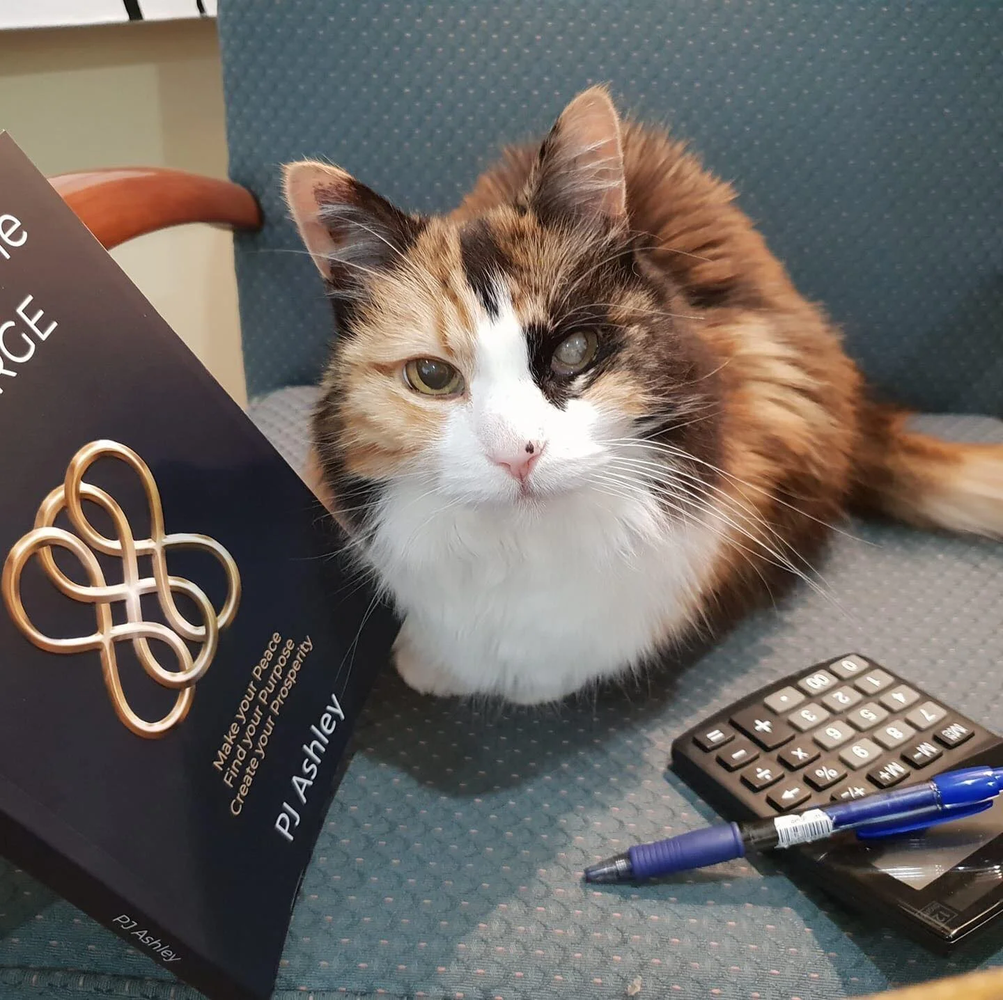 Pebbles busy at work