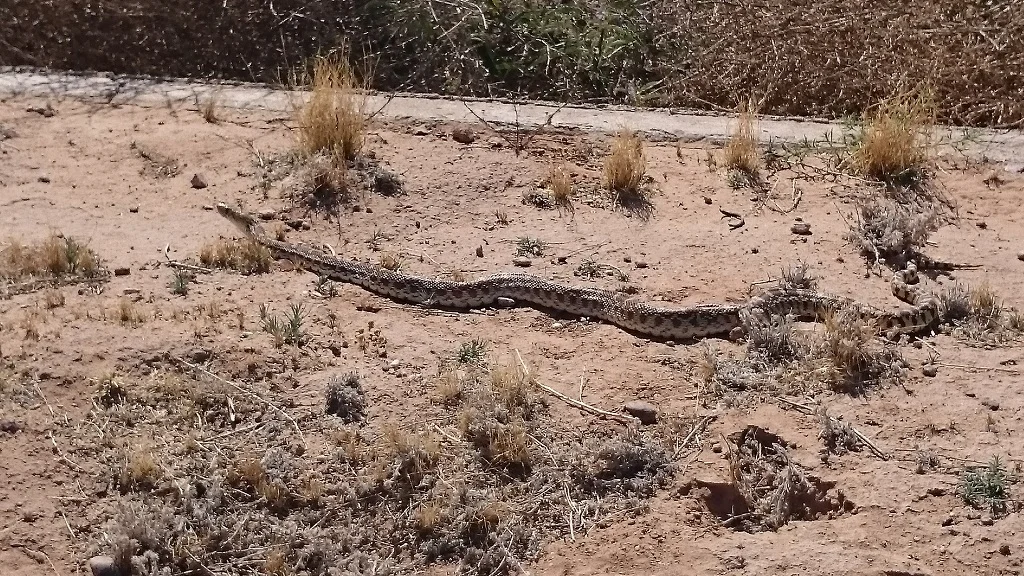 I was indeed worried to see snakes where I was painting ... 