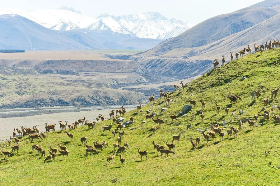 Panoramic deer 2.jpg