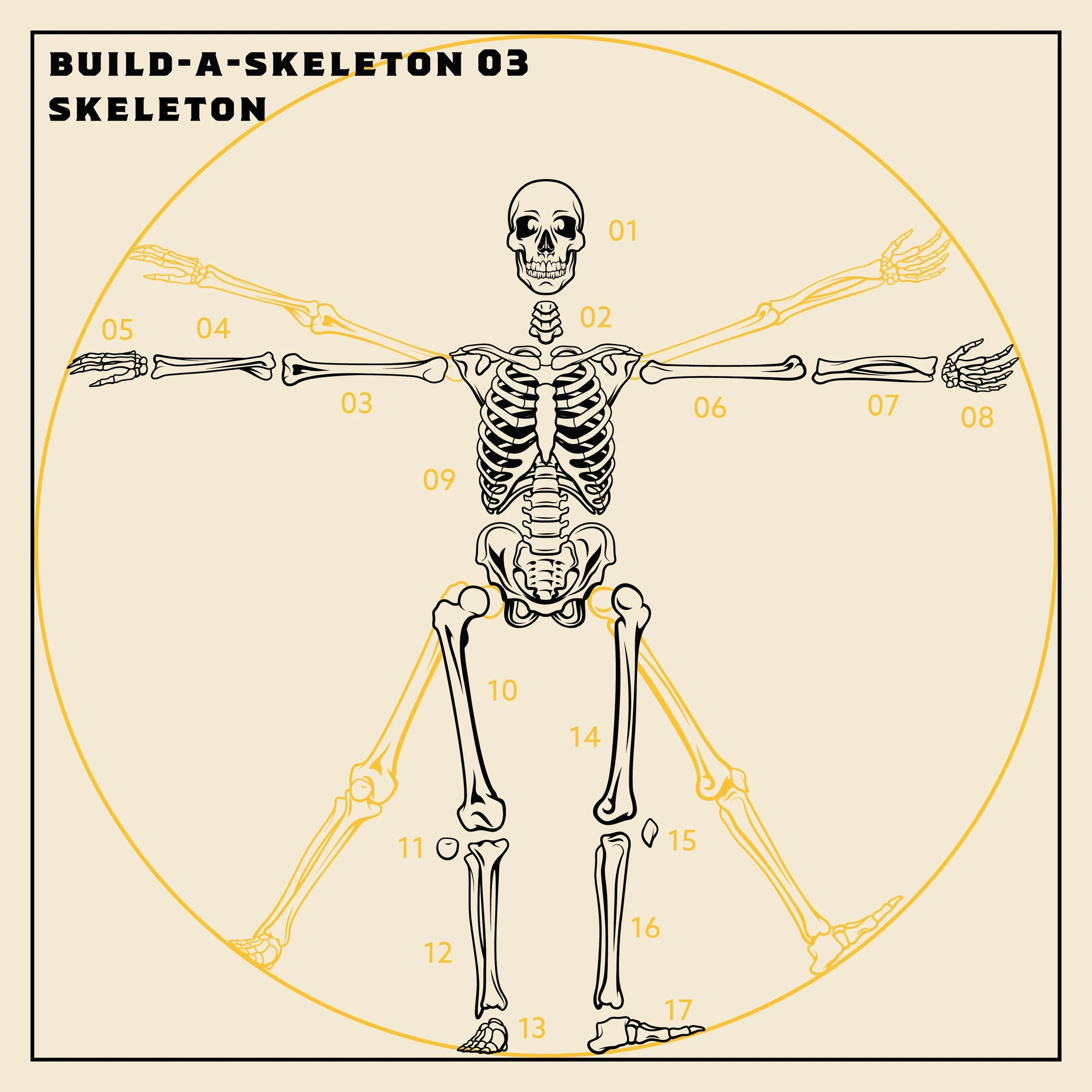 BAS 03_Skeleton_Outline.jpg