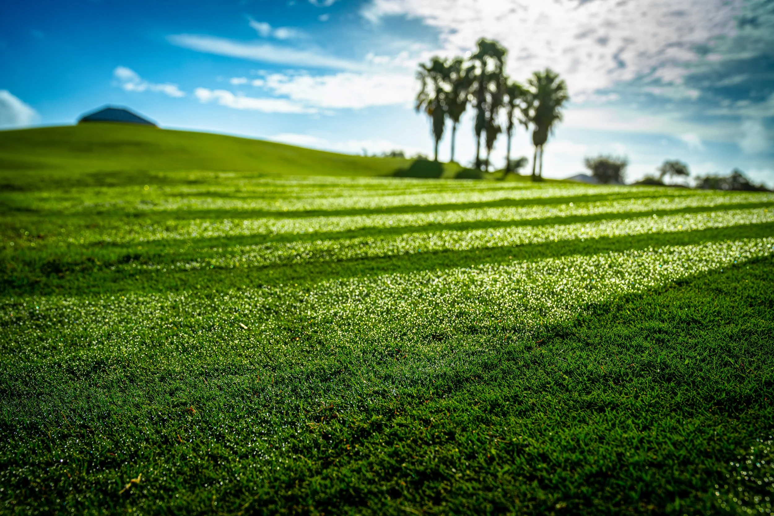 Grass-1.jpg