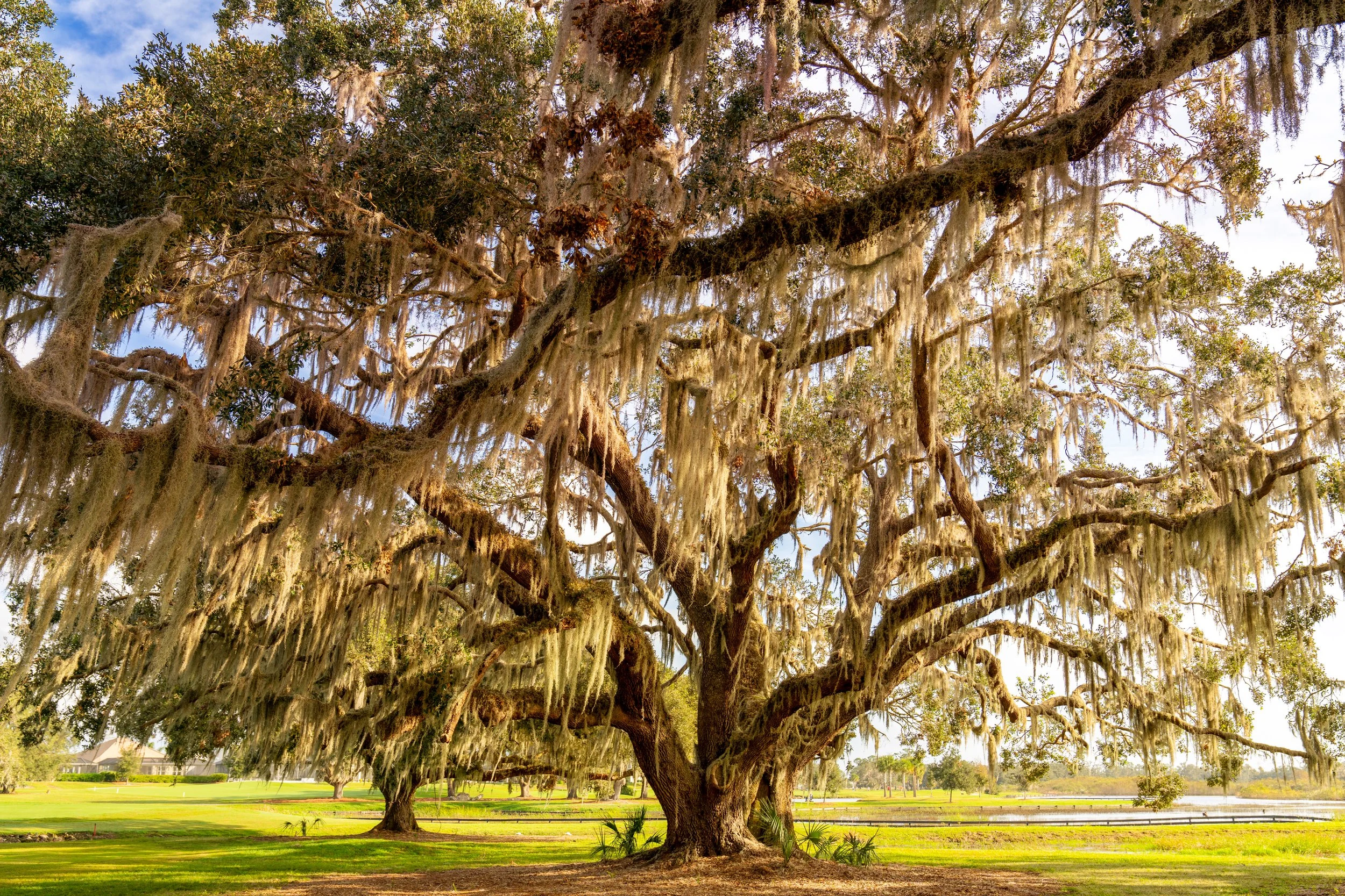 OakTree.jpg