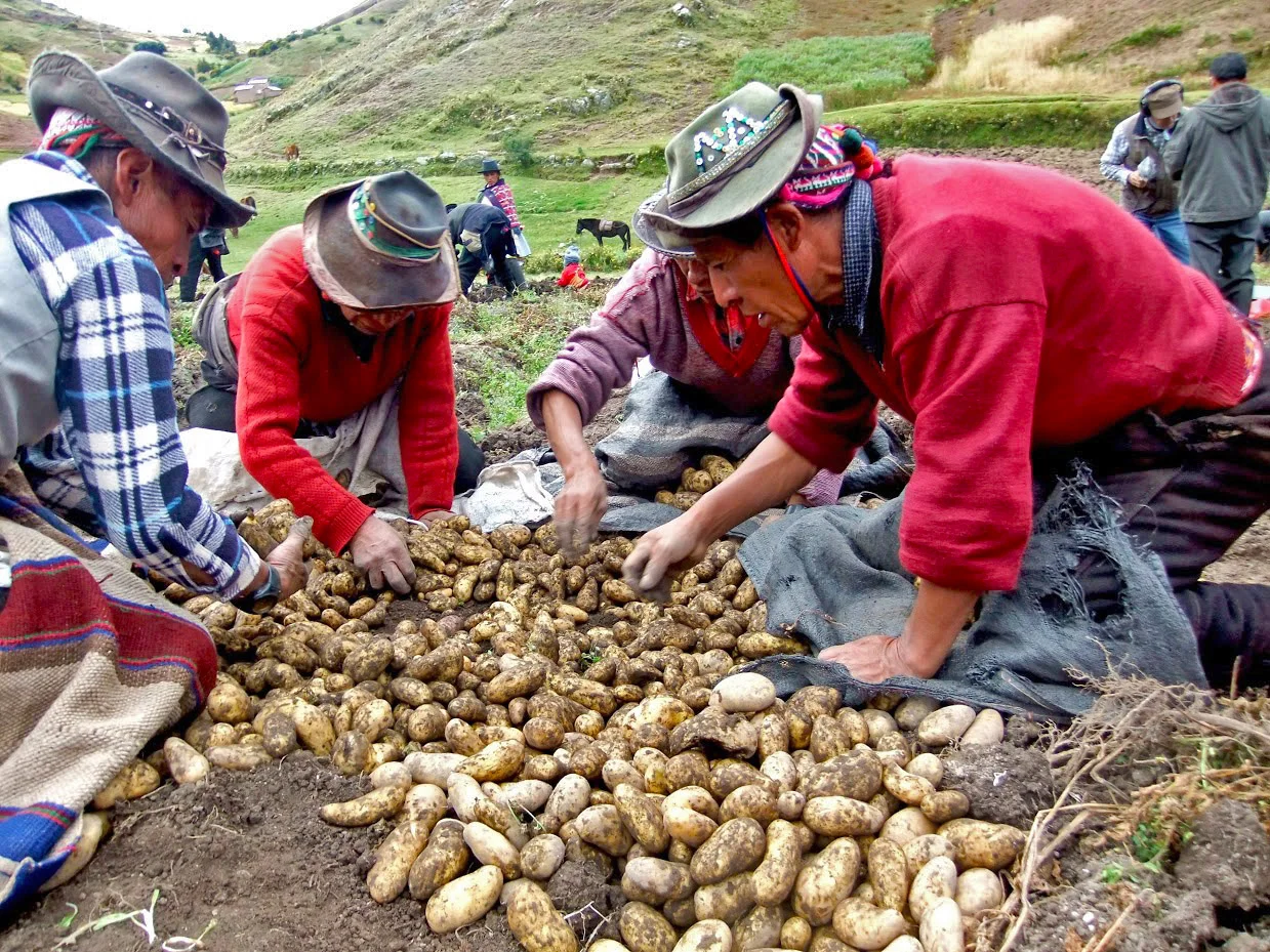 Producer, Potato Biodiversity