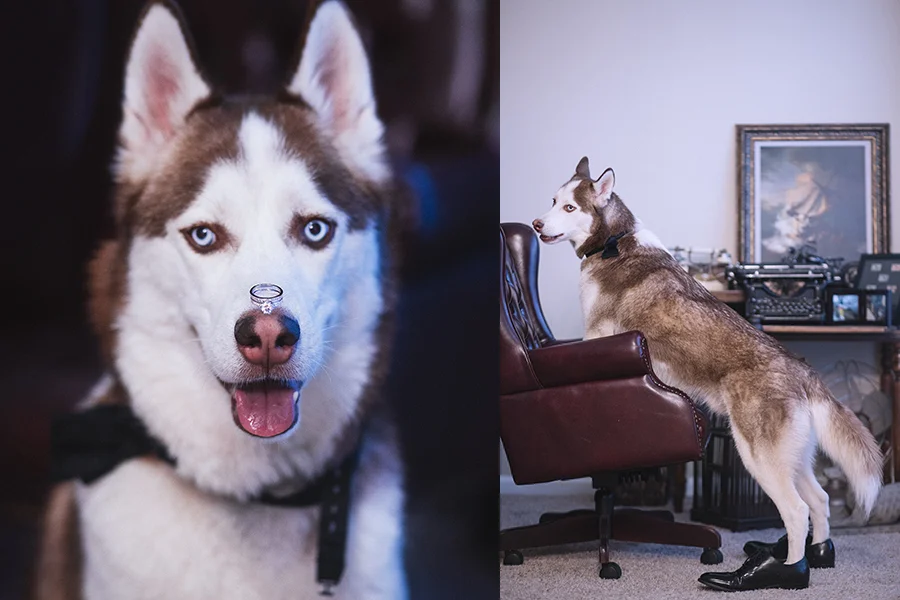 Photographed by Thien La Some important things you might want to consider as you plan your wedding Let’s face it, with excitement comes overlooking those small details so make sure your wedding venue allow pets. What are the guidelines or limitations? They would be just as excited for you as anyone else so expect the unexpected. You might want to practice at the venue with your furry friend so they’re familiar with the area. Make sure all of your flowers or plants in your wedding decor are not toxic to animals. Don’t forget to let your guest know in advance and consider those with severe allergies. Making sure everyone is comfortable and at ease will go a long way. Do they get along with children? Or do the children not get along with them? Be sure that somebody they are familiar with leads them and keeps them from wandering off or visiting guests for affection. No need to shop around months in advance for them. Dress to impress by simply adding a touch of floral/greenery or even keep it classy with a bow-tie. But remember safety over style! Although you want them there every step of the way, you may not want them around the food being served at the reception. Be sure to have a backup plan for dog-sitting during your reception. Now that all the worries are addressed, how would you incorporate your four legged friend into your wedding day timeline? You can get just as creative here planning as any other part of the wedding. They would embellish any wedding photo. They are a great crowd pleaser as your four-legged friend announces the bride’s arrival or even have the flower girl or ring bearer pull them in on a wagon. You can include them on your wedding cake topper or a photo of them along with the table numbers Maybe all pets aren’t fit at a wedding because of factors out of your control but it’s the thought that counts! So why not include them in an engagement session and use those photos as decor so that they are still apart of your big day. Have you had a wedding or been to one with a pet present? Let us know if we forgot anything and be sure to share your stories of anything memorable or funny!