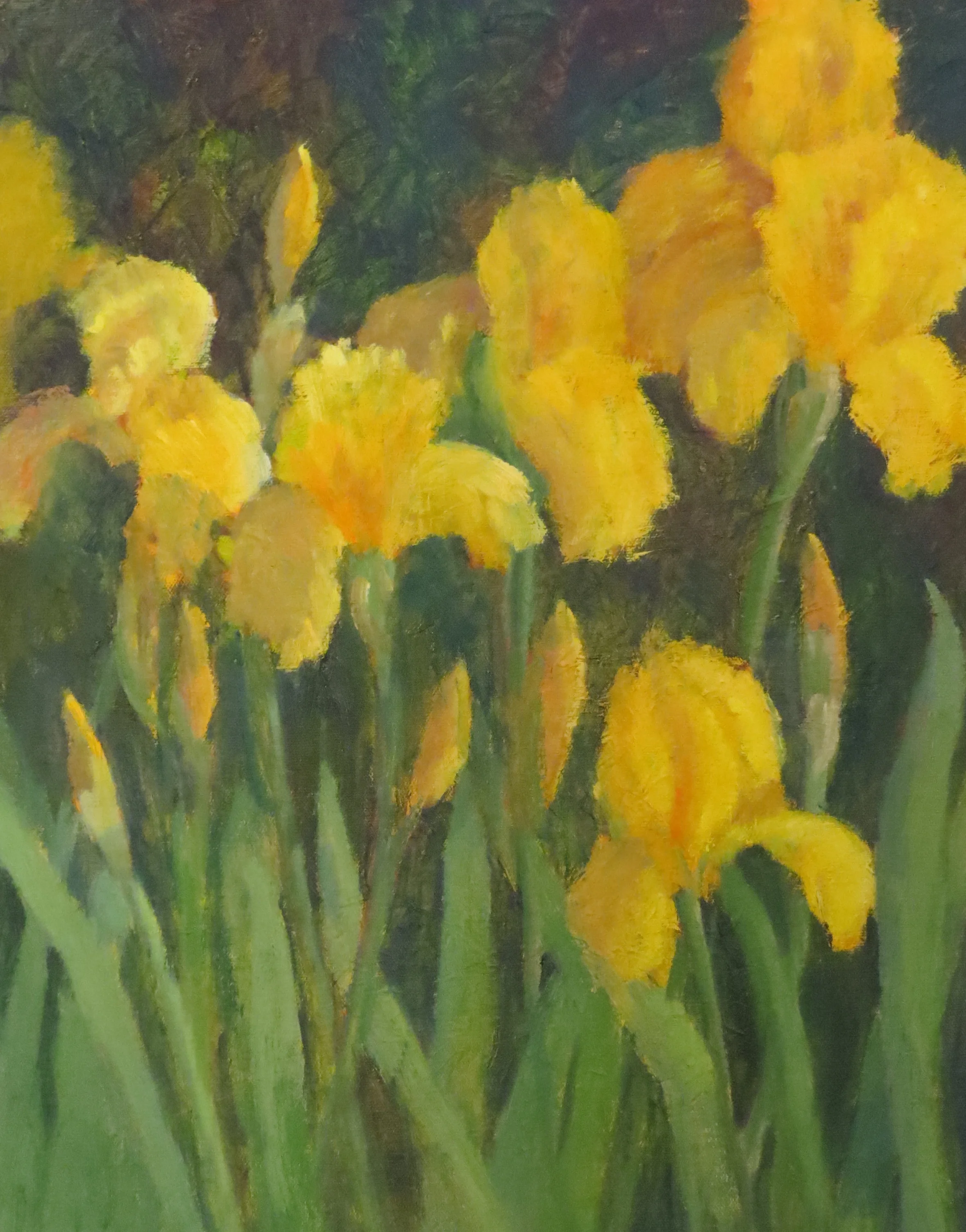 Joyful Iris 20" x 16"