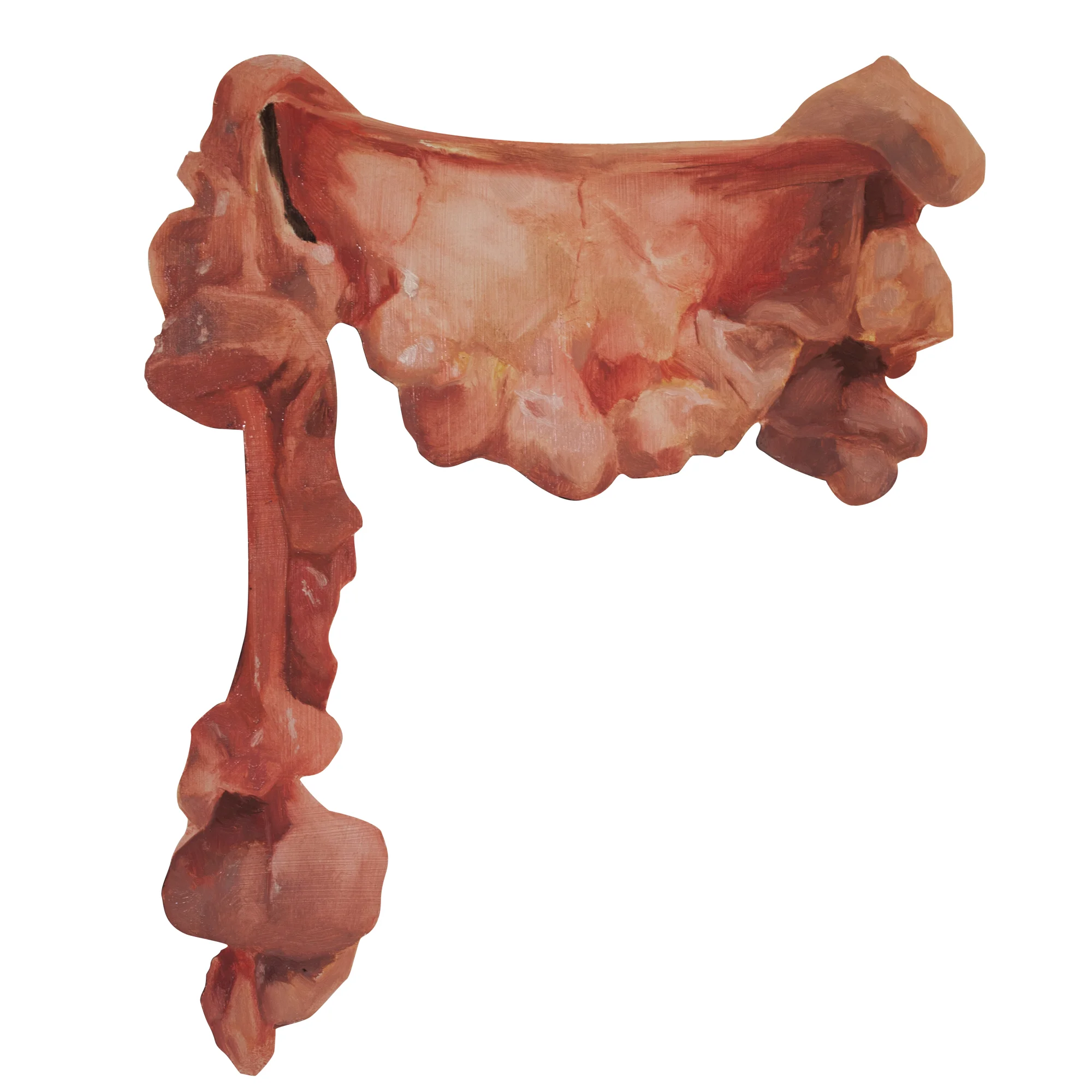 pig small intestine