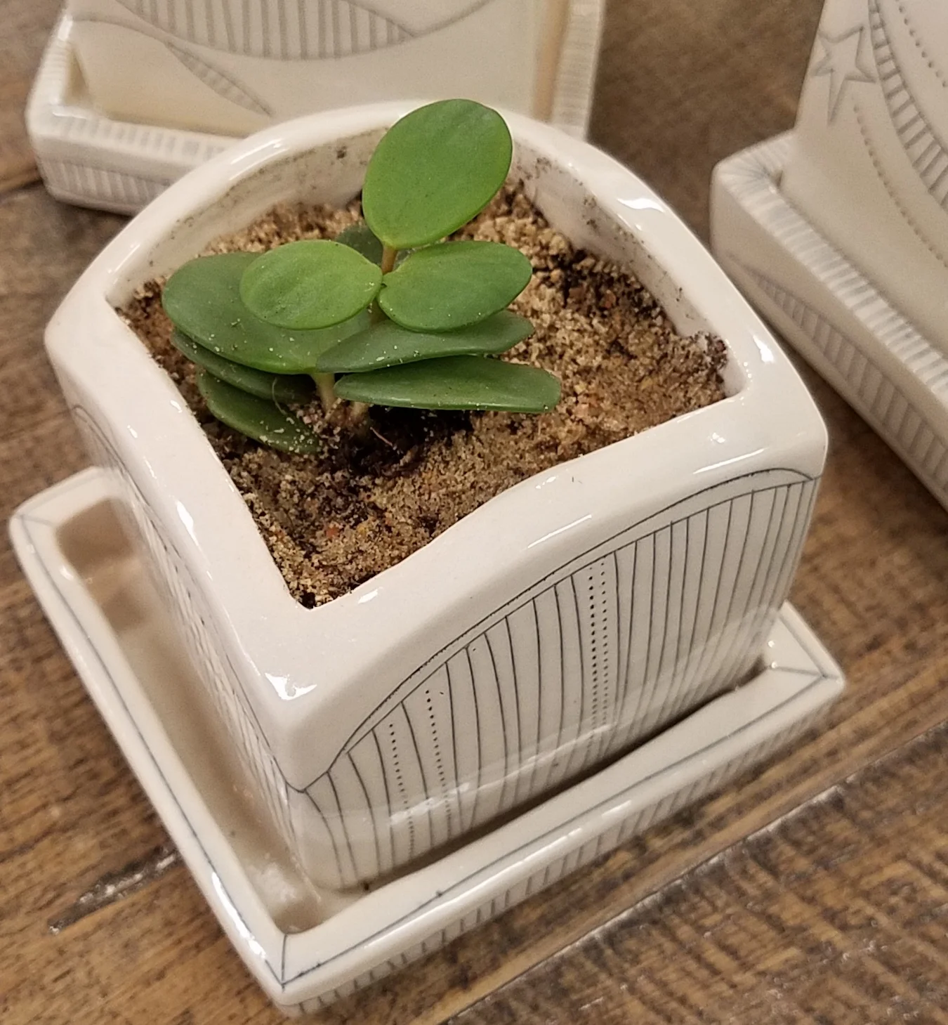 Succulent Planter Workshop
