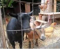 idiot neighbors